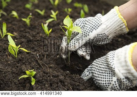 Seedlings In Drawers. Sprouts Of Tomatoes .fresh Foliage In Agroculture