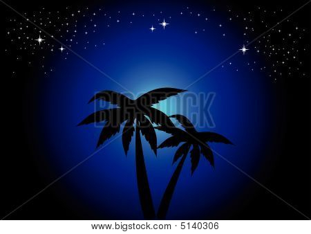 Palmtrees ในเวลากลางคืน