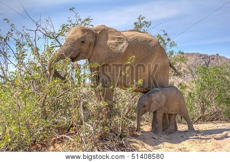 Female African Desert Elephant With Juvenile In Hoanib River Area, Namibia