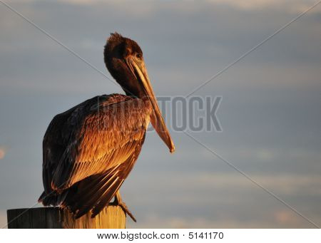 Pélican