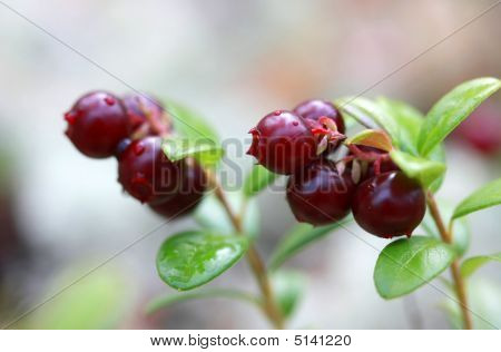 Puolukka