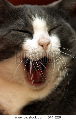 Esneme, yorgun kedi