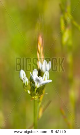 Brodiaea bianco, cernita Hyacinthina o Giacinto selvaggio
