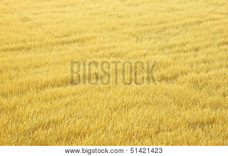 Yellow Rice