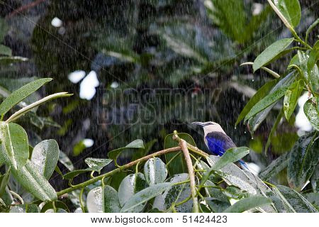 Blue Bellied Roller In The Rain