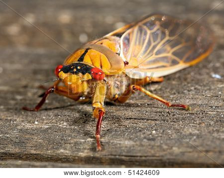 Green Grocer Cicada