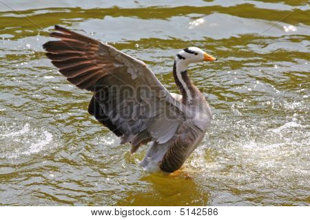 Anatra battendo le ali di esso nell'acqua