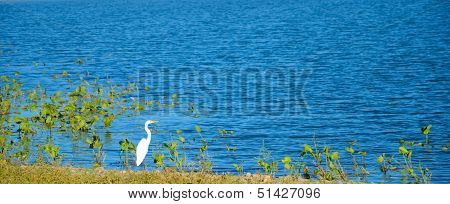Heron By The Lake