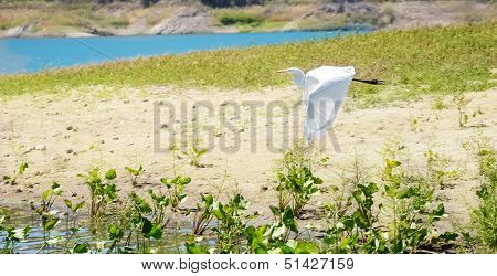 Heron In Flight