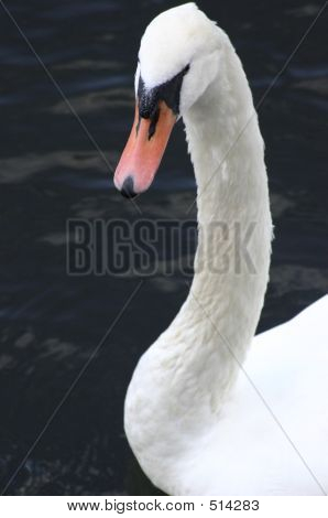 Swan
