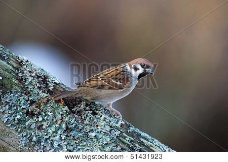 The Tree Sparrow (Passer Montanus)