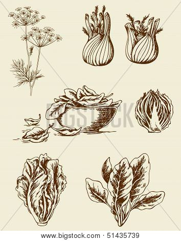 Vintage Vegetables
