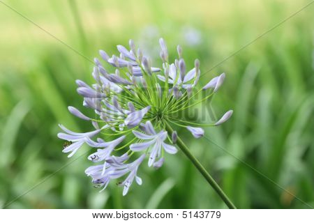 Daisy Flower
