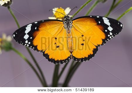 The Plain Tiger Butterfly