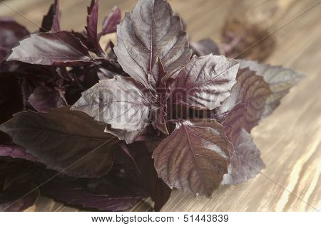 Basil