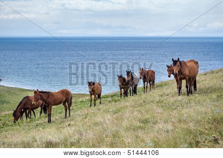 Horses pasturing at the lake
