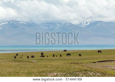 Horses at the mountain lake
