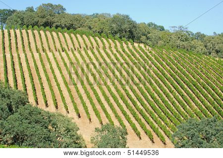 rows of vines at Mt. Howell Vineyards in Northern California