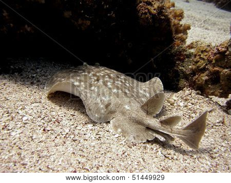 Torpedo ray