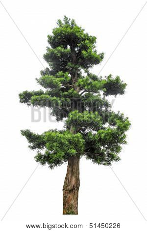 Yew Podocarpus