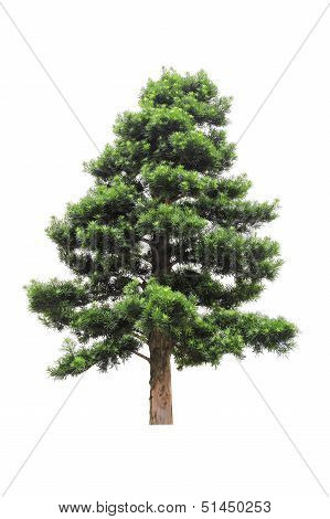 Podocarpus