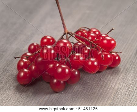 Arrowwood Berries