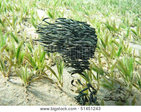 Juvenile striped eel catfish school