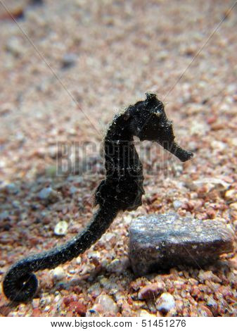 Black seahorse