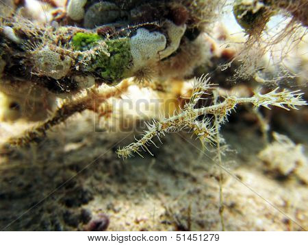 Ornate ghost pipefish couple