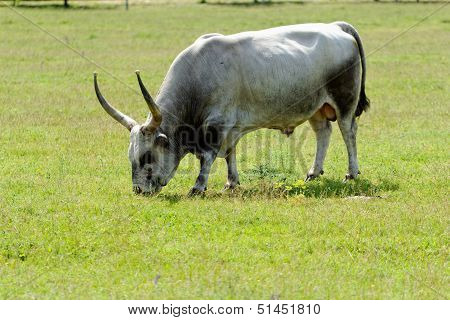 Hungarian Grey Cattle