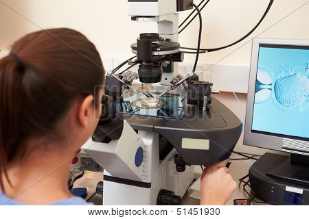 Laboratory Fertilization Of Eggs In IVF Treatment