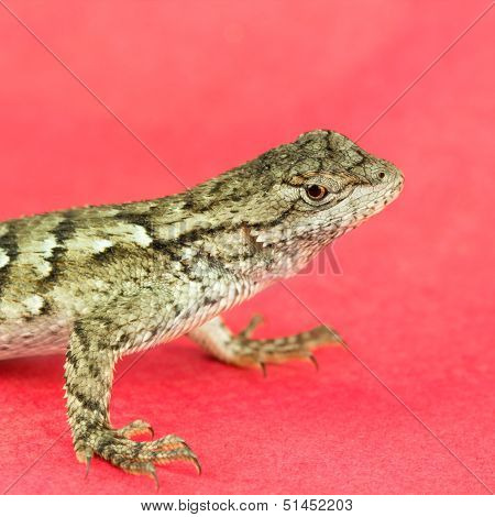 Lizard, North Carolina