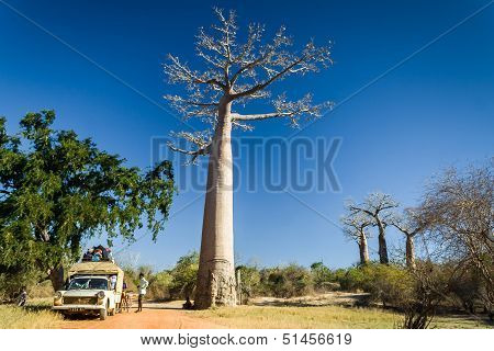 Bush Taxi And Baobab