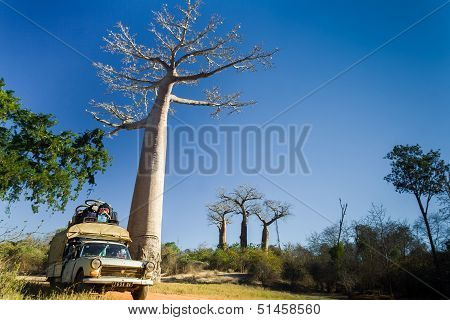 Bush Taxi And Baobab