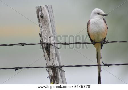 Scissortail Flycatcher