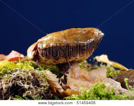 Suillus luteus shot on dark blue background