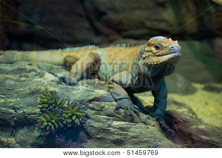 Leguan