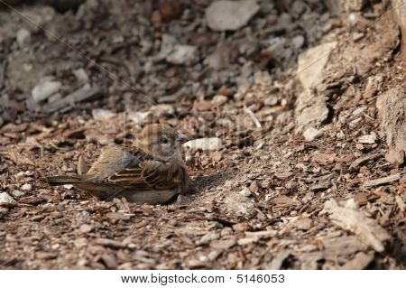 Passero domestico (passer Domesticus)