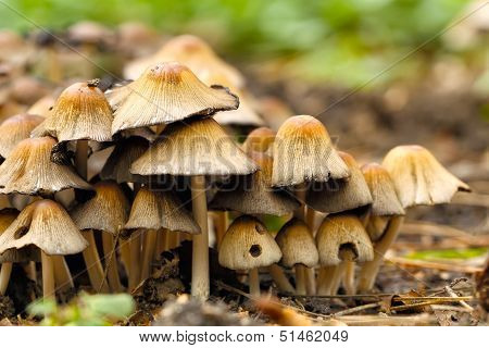 poisonous mushrooms Entoloma cetratum