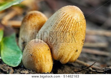 poisonous mushrooms Entoloma cetratum