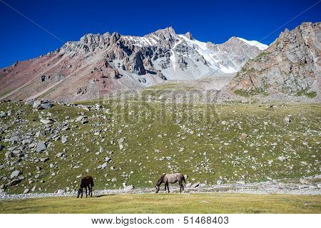 Two pasturing horses at sunny day in mountains