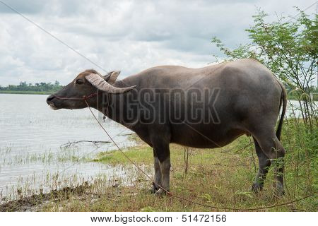 buffalo