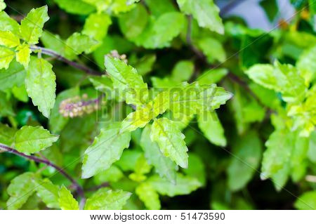 Holy Basil