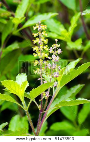 Holy Basil