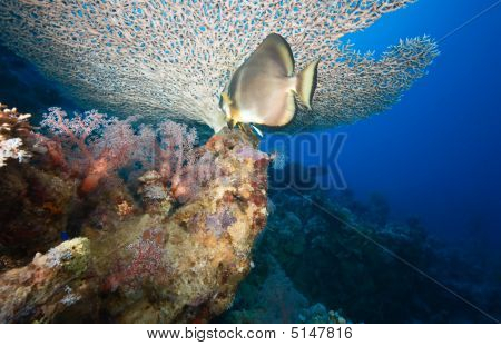 Coral og Spadefish
