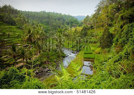 Rice Fields in Bali, Indonesia