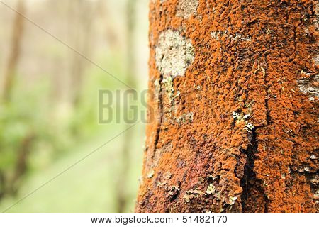 Tree Root