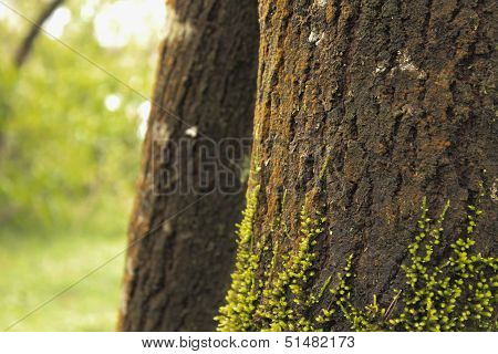 Tree Root
