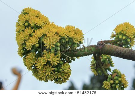 Bunch of Flower