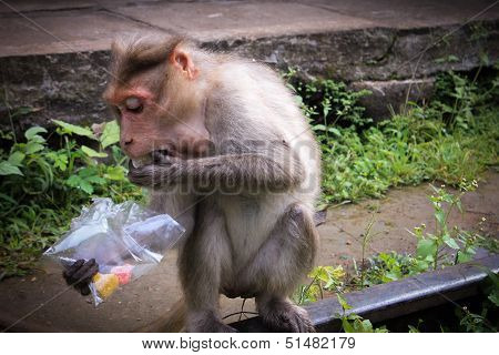 Monkey